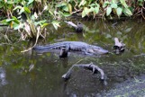 Aligator in small pool of water